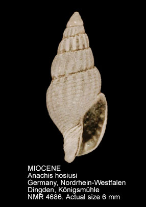 MIOCENE Anachis hosiusi.jpg - MIOCENEAnachis hosiusi(Koenen,1872) 